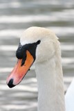 swanPortrait