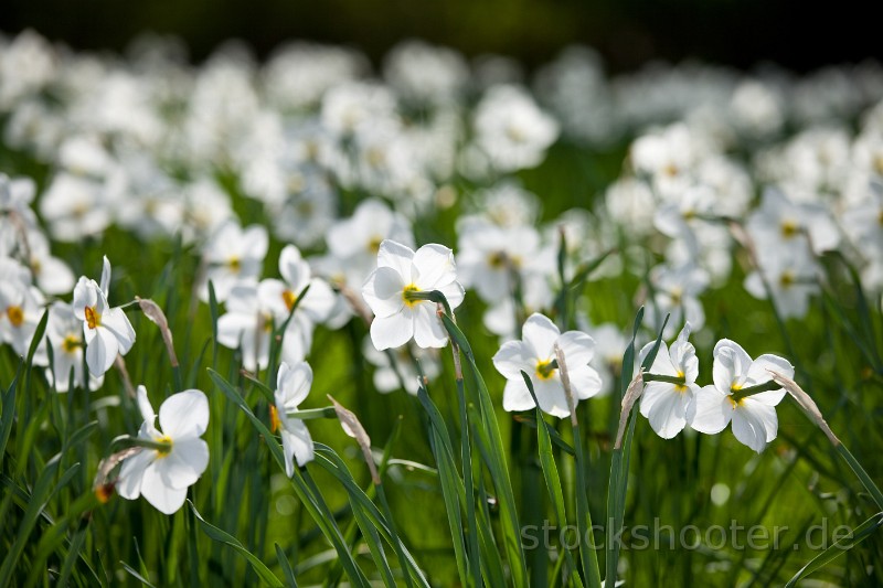 _MG_4202_narcissus.jpg - Feld aus weißen Narzissen