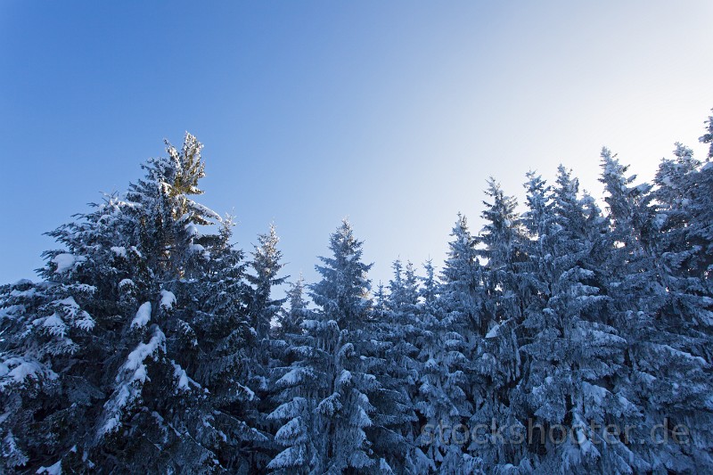 _MG_9159_trees.jpg - snow covered trees in winter